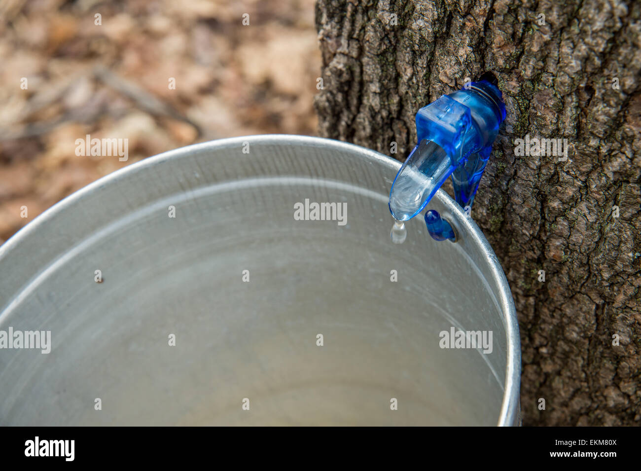 Maple Sap Dripping into a Bucket Stock Photo