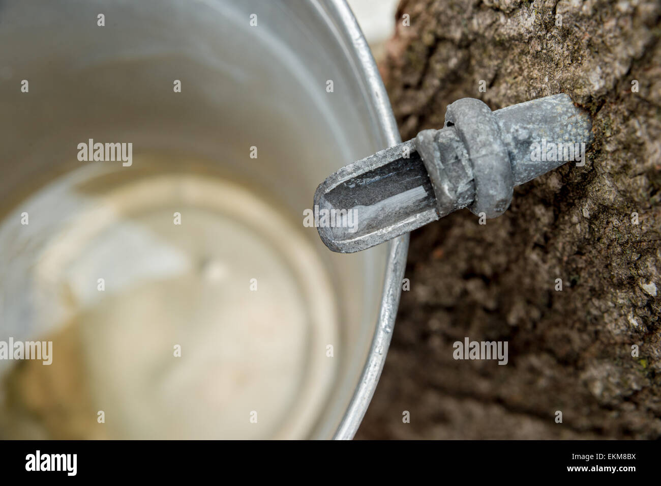 Maple Sap Dripping into a Bucket Stock Photo