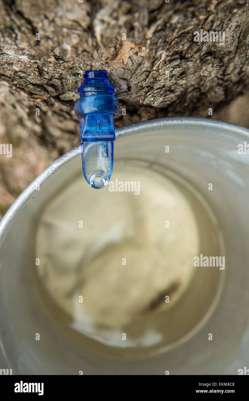 Maple Sap Dripping into a Bucket Stock Photo
