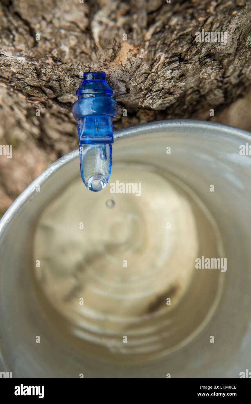 Maple Sap Dripping into a Bucket Stock Photo