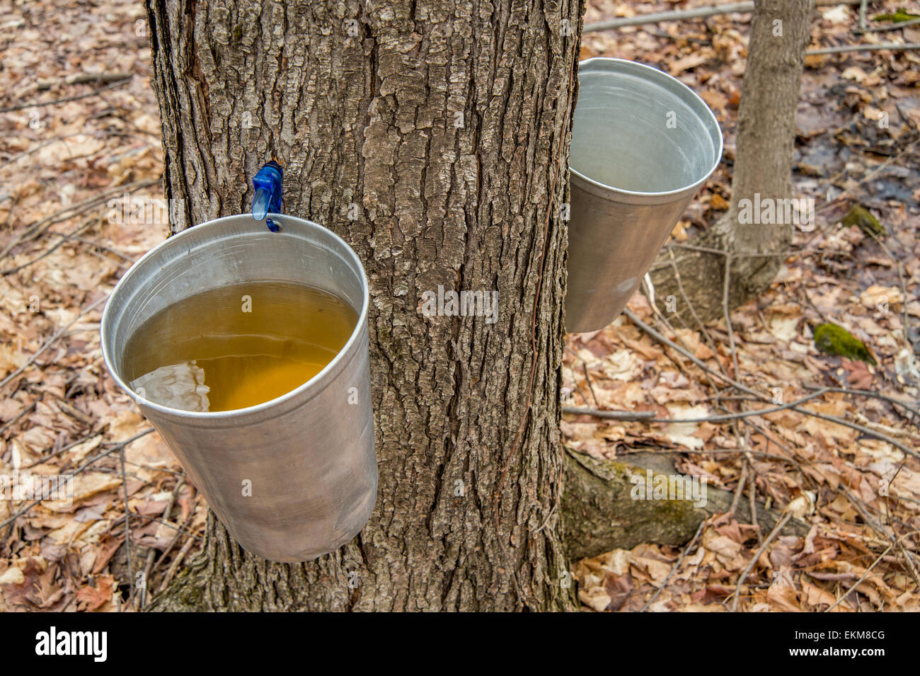 Pail used to collect sap of maple trees to produce maple syrup in Quebec. Stock Photo