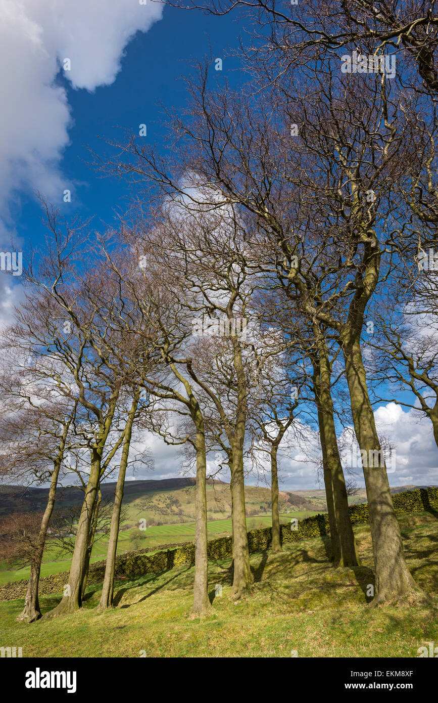 Looking up into the bare branches of "Twenty trees" above the village of Hayfield in Derbyshire. Stock Photo