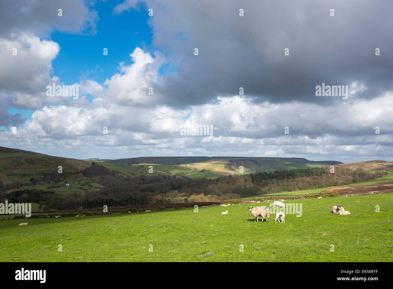 Sheep with lambs grazing in fields above the village of Hayfield in the Peak DIstrict, Derbyshire on a sunny spring day. Stock Photo