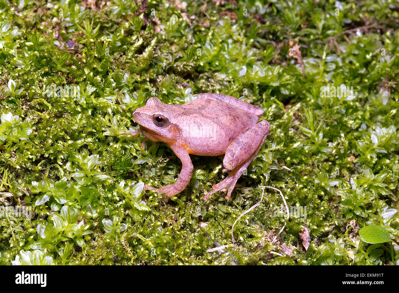 Spring Peeper Pseudacris Crucifer Hi Res Stock Photography And Images Northern Spring Peeper Pseudacris Crucifer Crucifer Frog Amphibian EKM91T