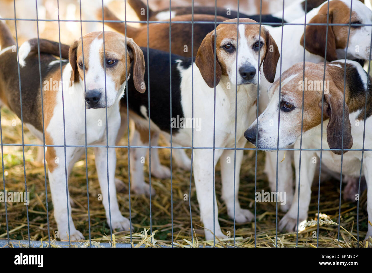 English Foxhound Puppies in a cage Stock Photo - Alamy