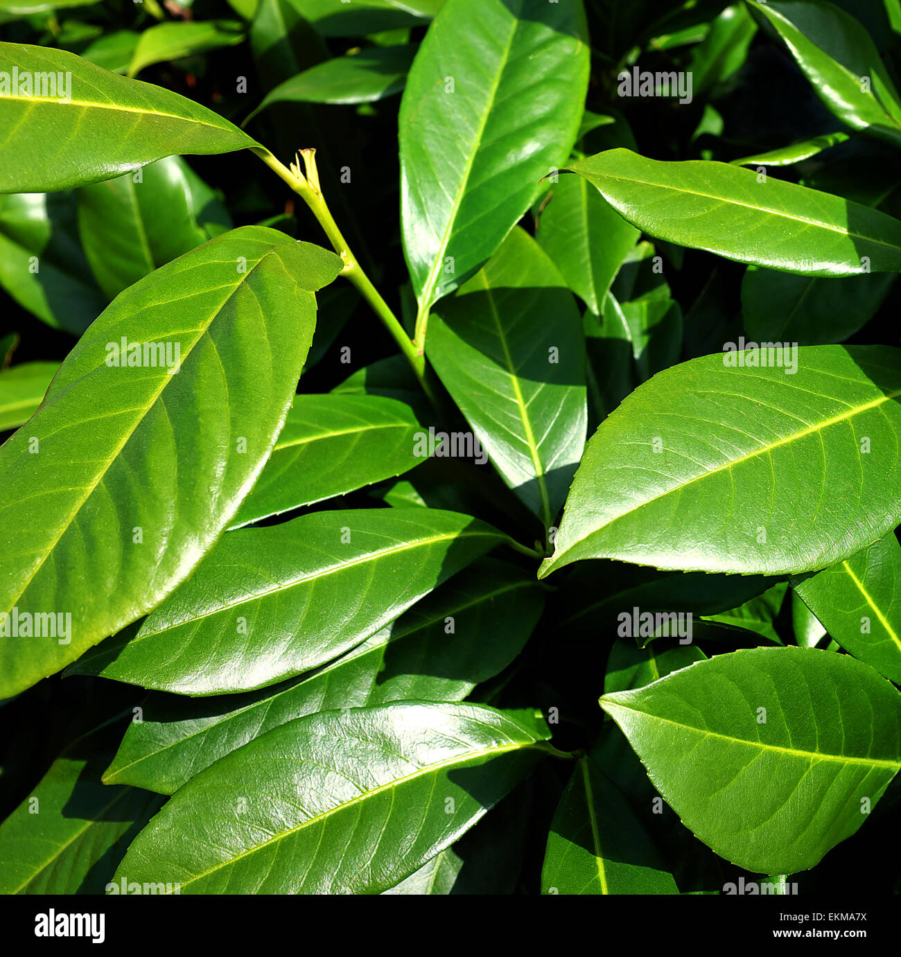 LAUREL LEAVES IN SPRING Stock Photo Alamy