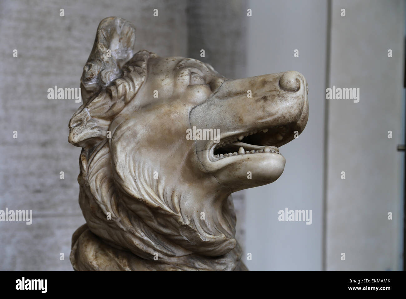 Dog sculpture. Imperial Roman copy of a Hellenistic bronze statue original of the 3rd C. BC. Vatican Museums. Vatican city. Stock Photo