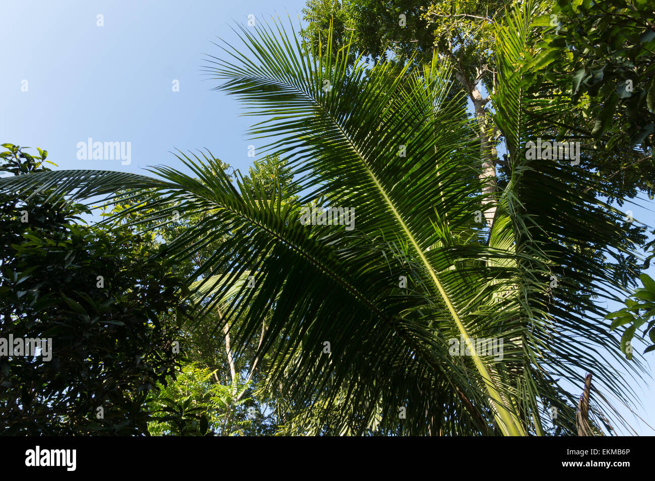 Sunlight through palm tree hi-res stock photography and images - Alamy