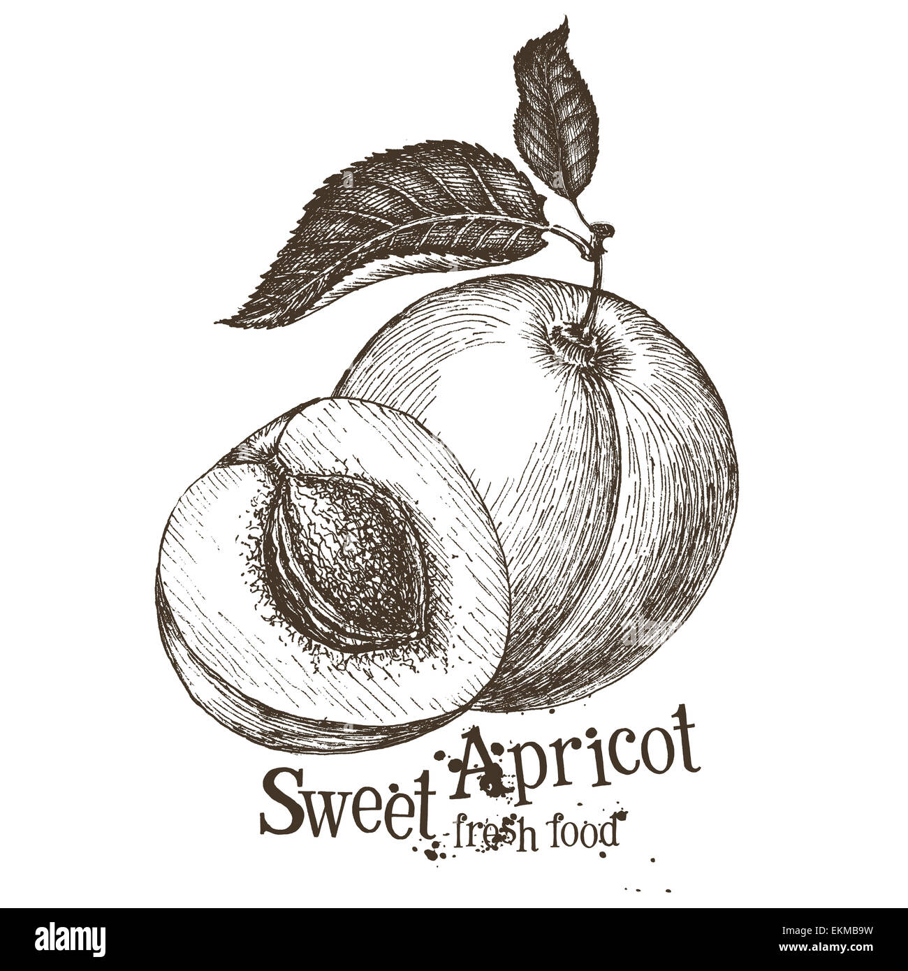apricot vector logo design template. fruit or food icon. Stock Photo