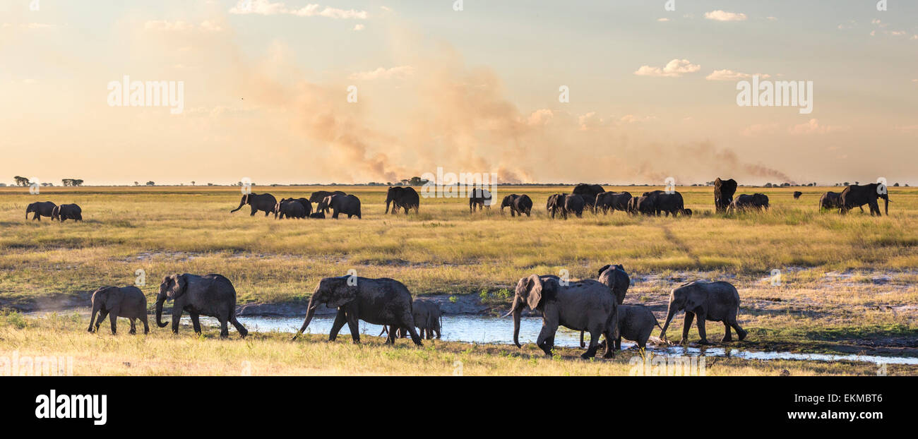 Elephant herds at the Chobe River in Chobe National Park at sunset. Background fires were set by farmers in adjacent Namibia Stock Photo