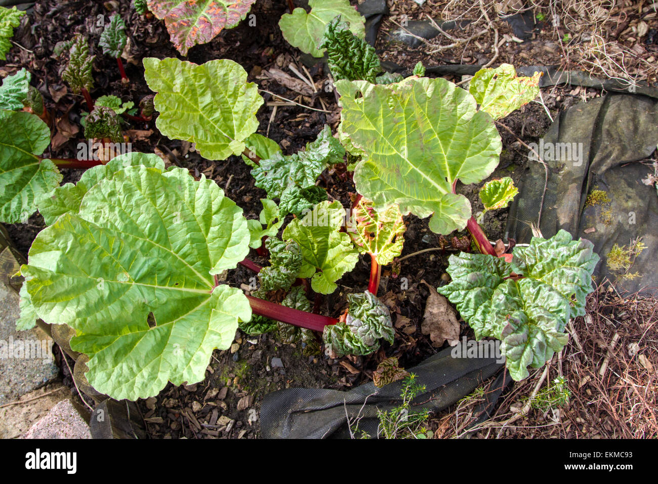 'The start of a new year' New rhubarb stalks in the spring sunshine in a Surrey Garden Stock Photo