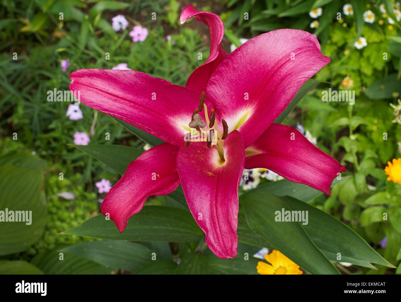 Lilium the one assets.standup2cancer.org :