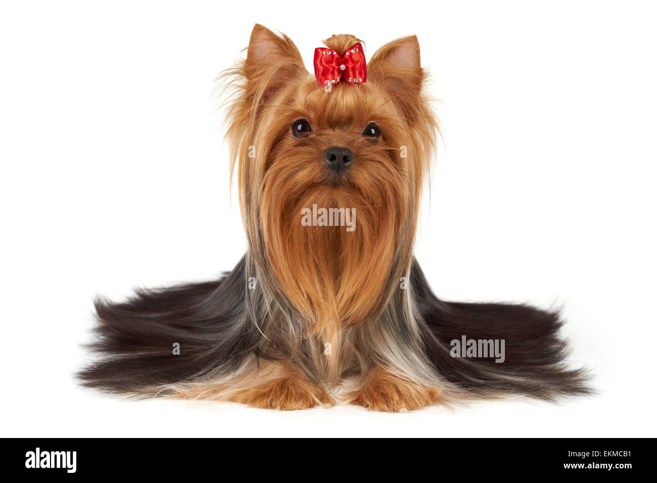 This purebred Yorkshire Terrier has beautiful long hair that was groomed by professional breeder. It has bright red hair on head Stock Photo