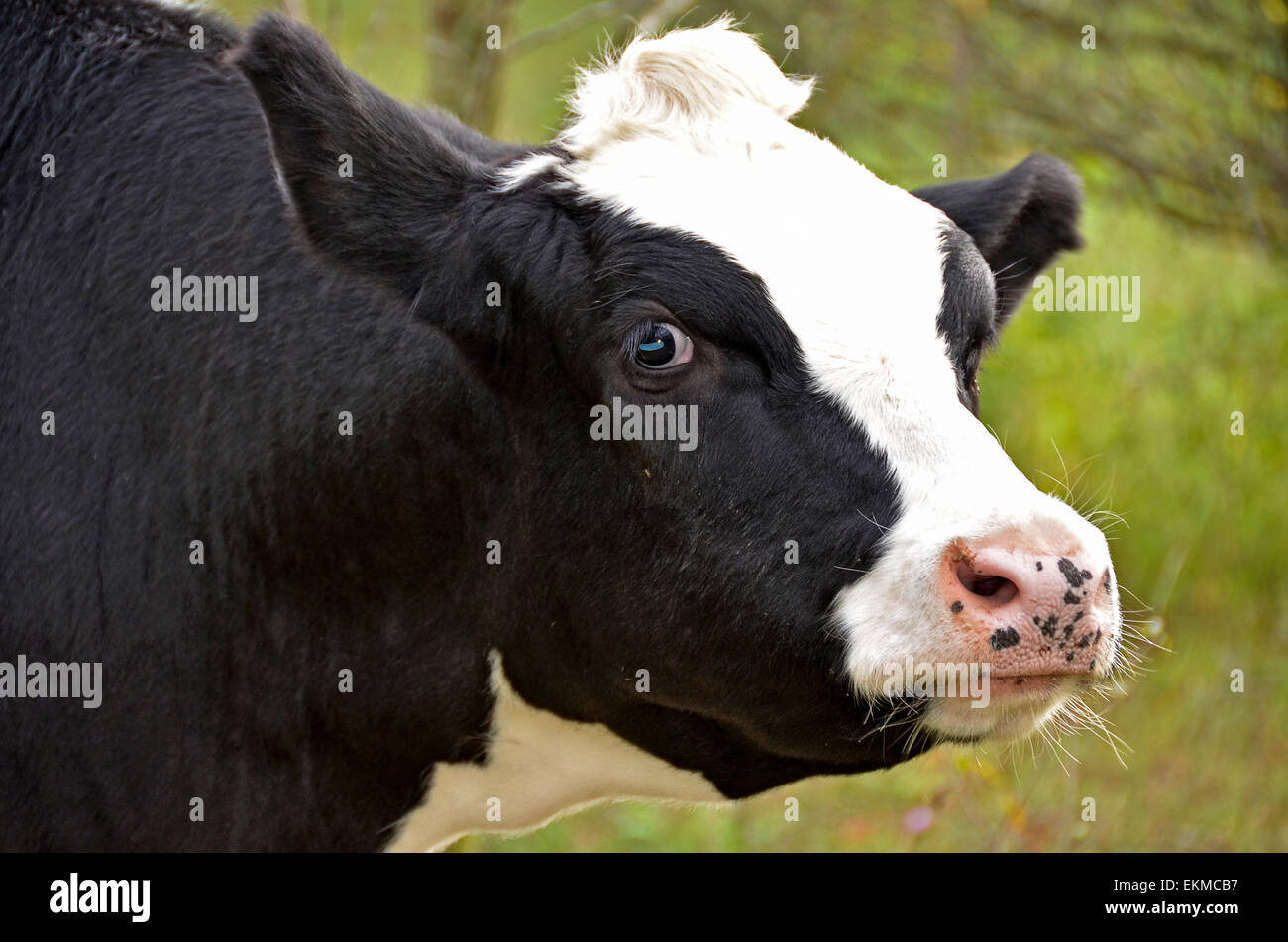 Black and white Holstein cow in pasture. Stock Photo