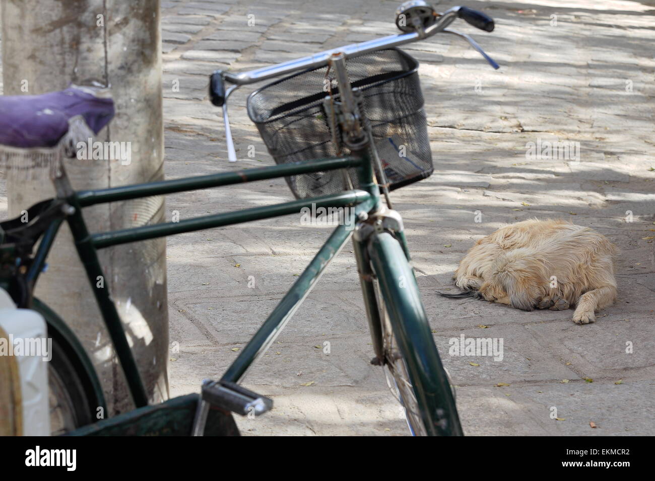 Long haired dog sleeping on the floor beside an old iron bicycle leaning on concrete post in the Sera buddhist monastery-Tibet. Stock Photo