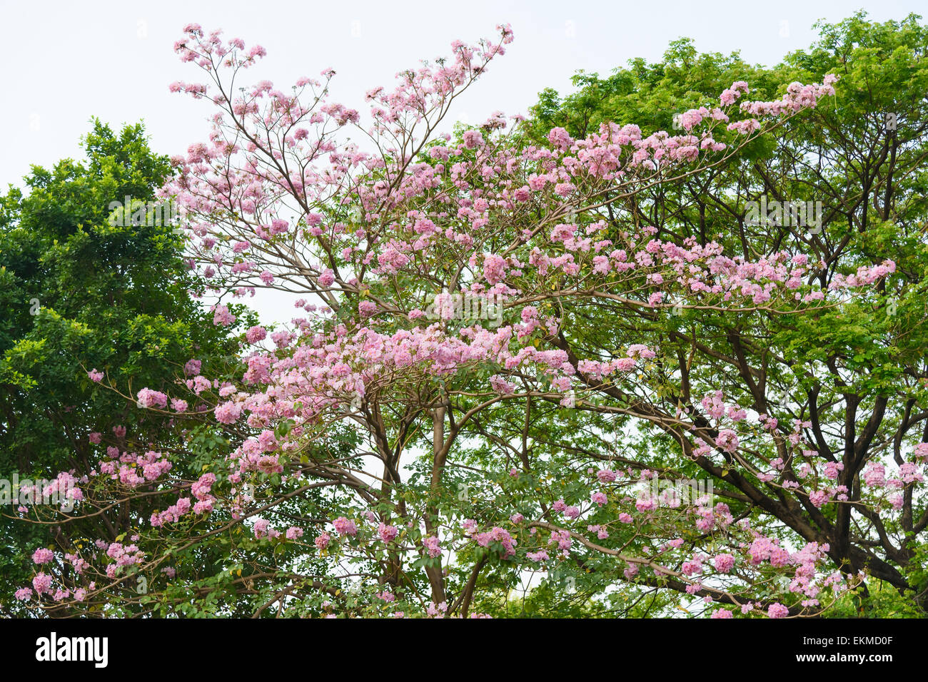 Beautiful Pink Trumpet flower tree or Tabebuia heterophylla Stock Photo