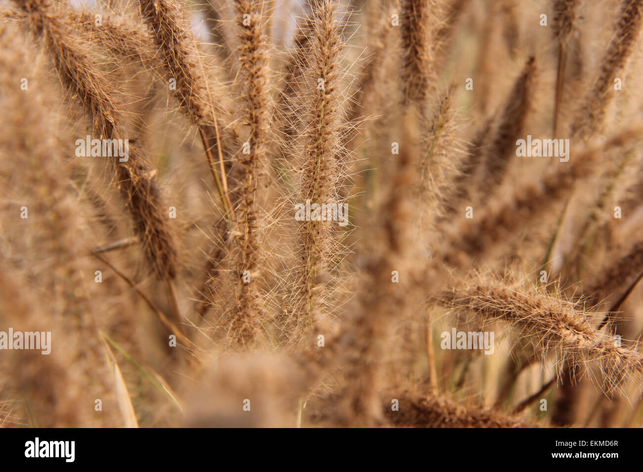 Brown grass dry field plants Stock Photo