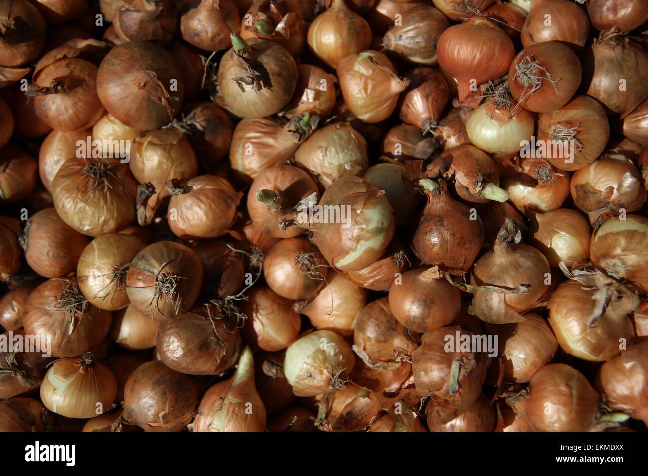 Brown Onions Stock Photo