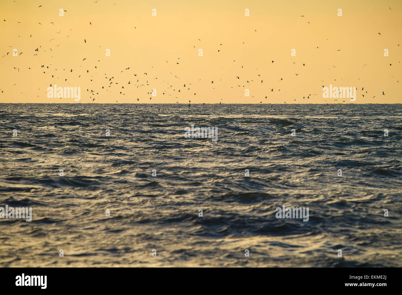 Flock of birds over sea waves at sunset Stock Photo