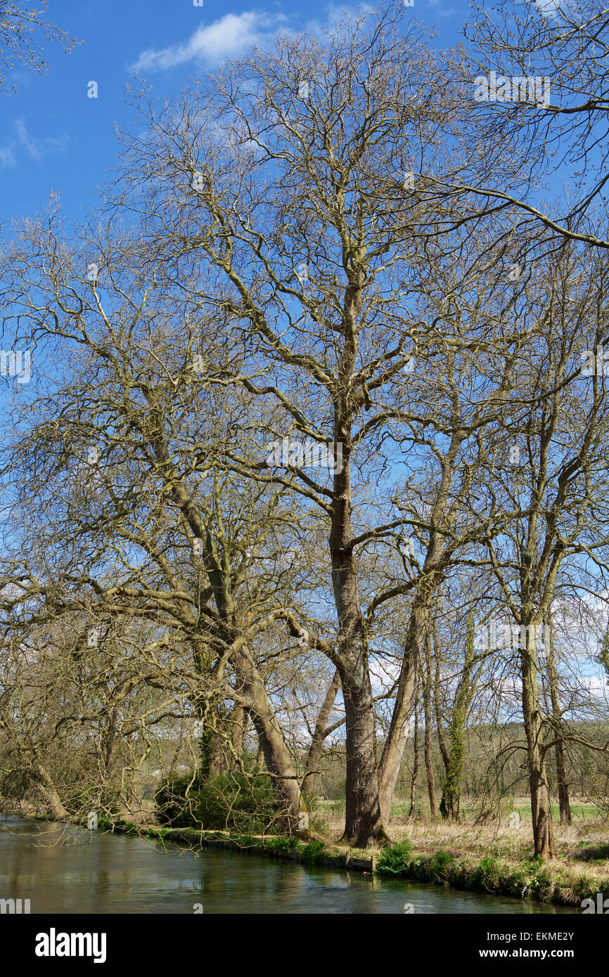 Tree branches hanging over water hi-res stock photography and images ...