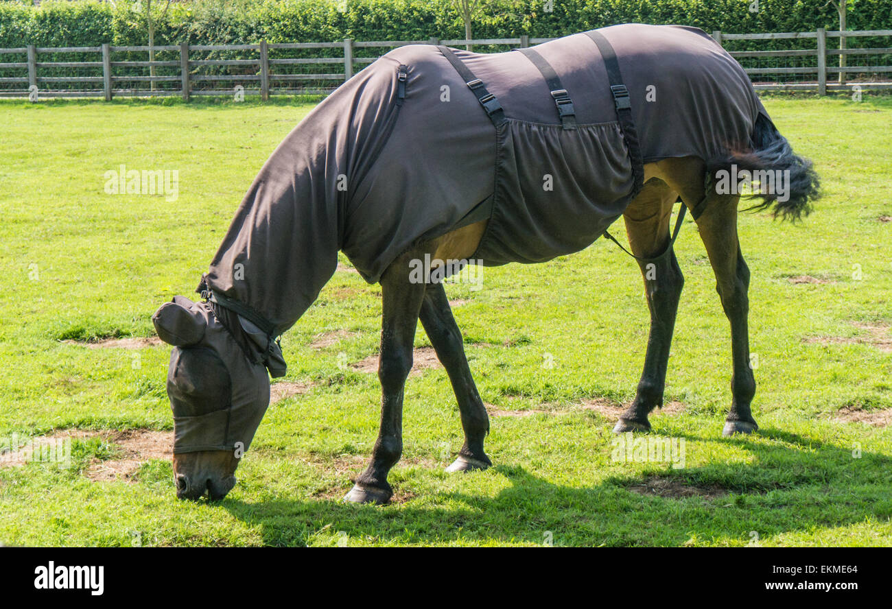 Horse wearing fly rug swishing tail in paddock Stock Photo Alamy