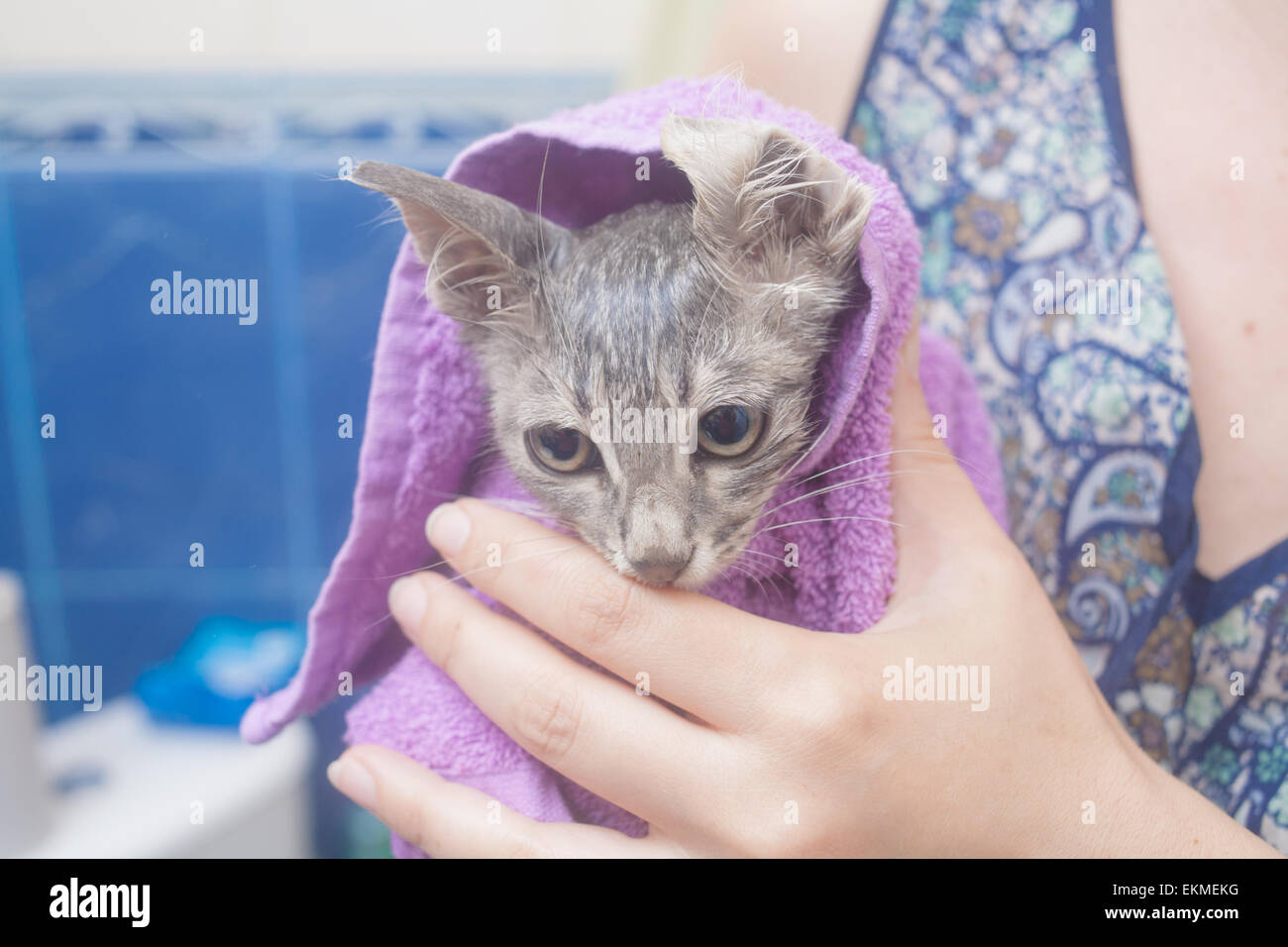 wet cat in a towel after bath Stock Photo Alamy