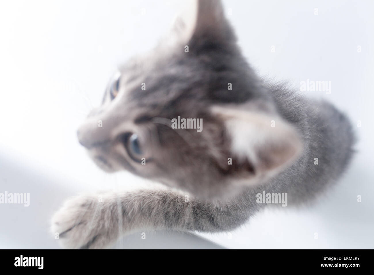 gray kitten on a white background Stock Photo