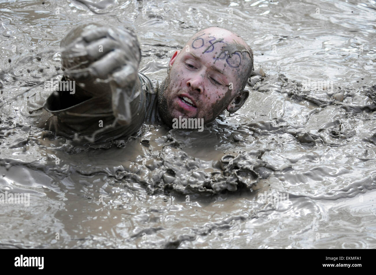 Swimming through the mud lake, runner at obstacle course race, UK Stock Photo