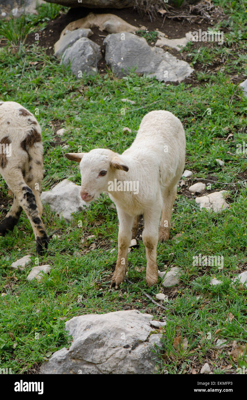 Lamb, young sheep, Ovis aries, grazing in mountain area, Andalusia, Spain. Stock Photo