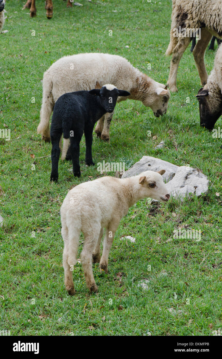 Lamb, young sheep, Ovis aries, black sheep, grazing in mountain area, Andalusia, Spain. Stock Photo