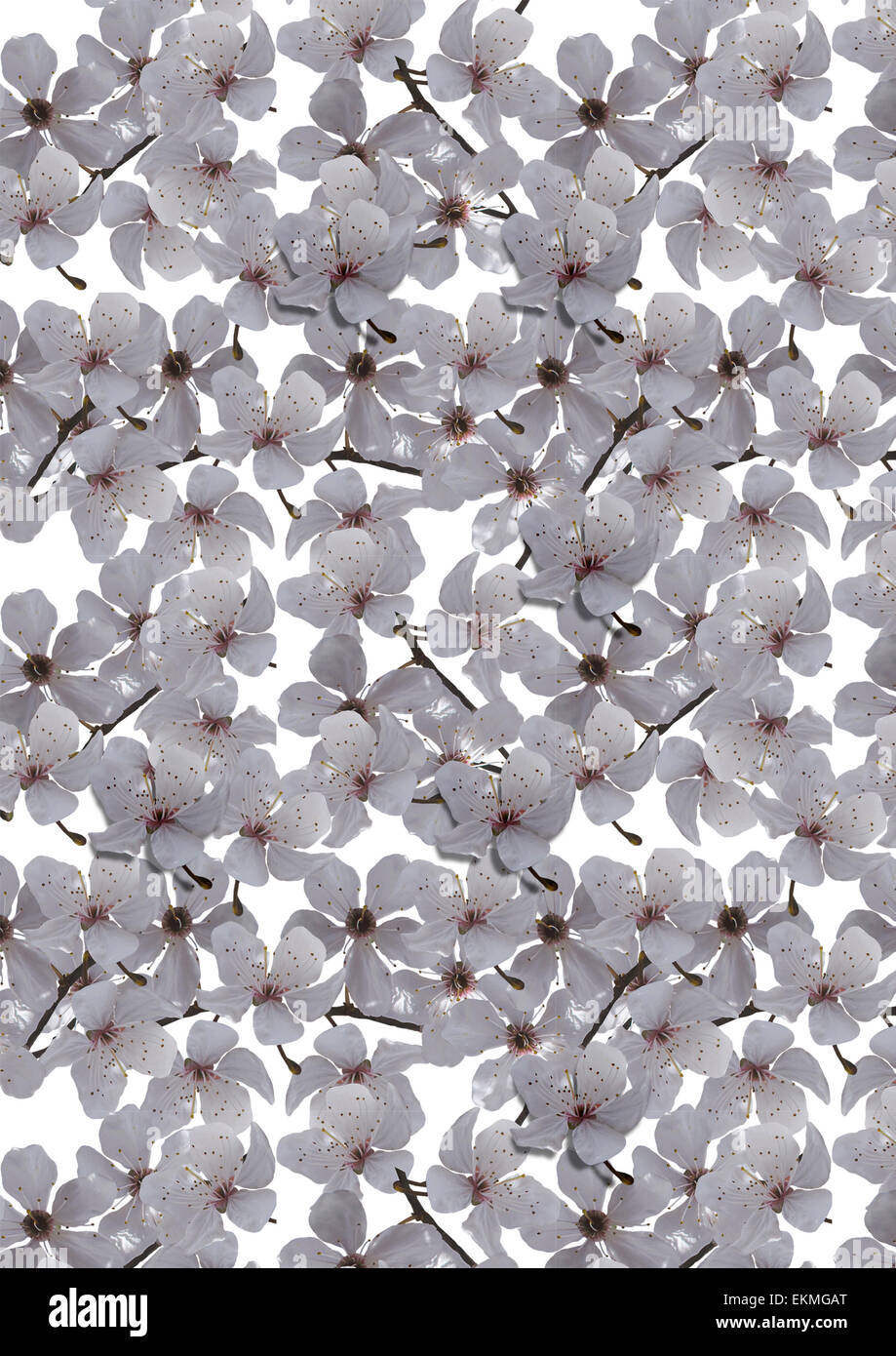 Randomly the scattered white plum blossoms on a white background Stock Photo