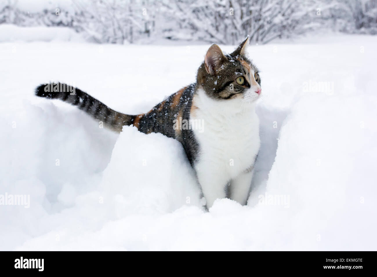 Domestic cat having fun in the fresh snow. Stock Photo