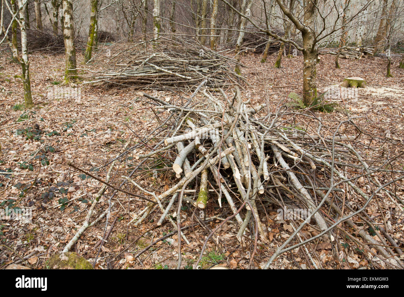 Chopped wood in a forest Stock Photo