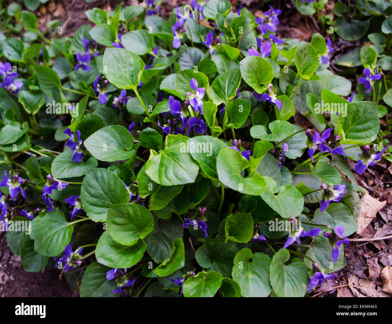 Bush blooming violets on the ground Stock Photo Alamy