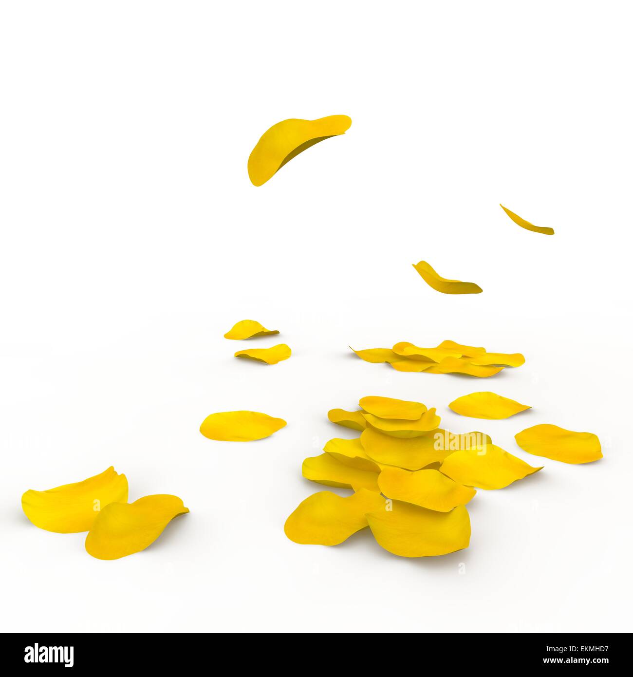 Yellow roses petals are falling down Royalty Free Vector