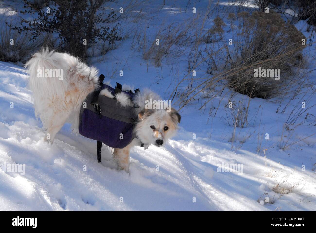 Goldi dog with her backpack on playing in snow in Sandia Mountains of New Mexico - USA Stock Photo