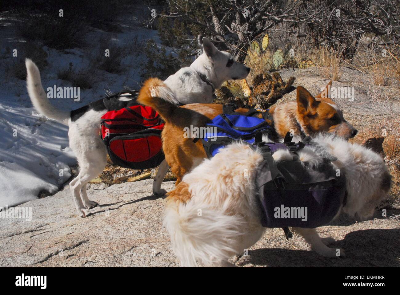 Three dogs carrying back packs while on a hike in the Sandia Mountains of New Mexico USA Stock
