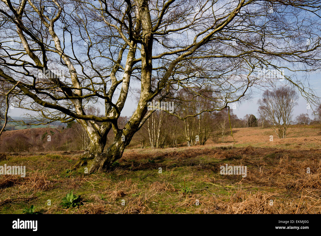 Silver Birch and heathland on Cannock Chase Stock Photo