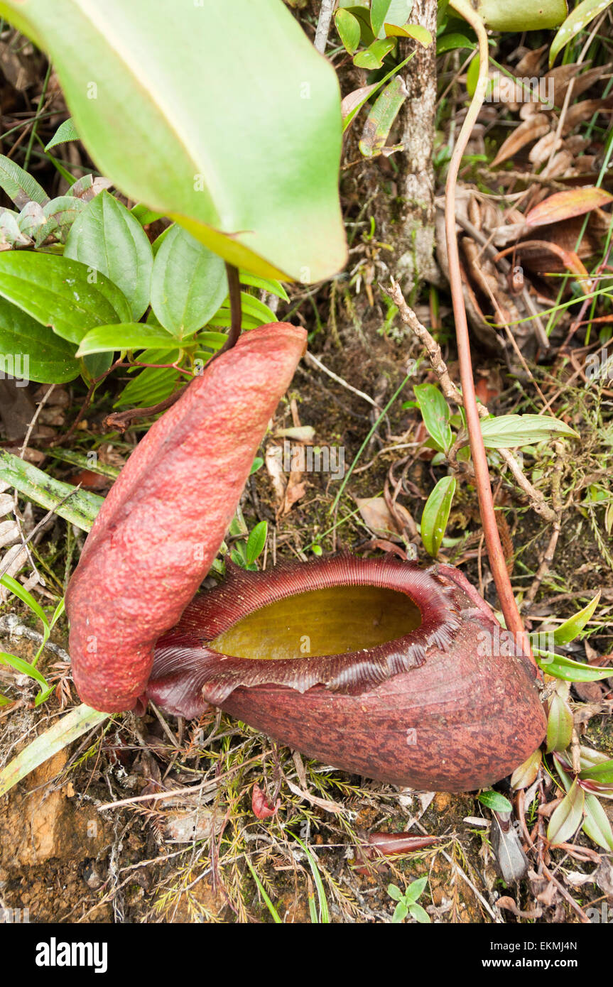 Close up on pitcher plant in jungle, Borneo, Malaysia Stock Photo - Alamy