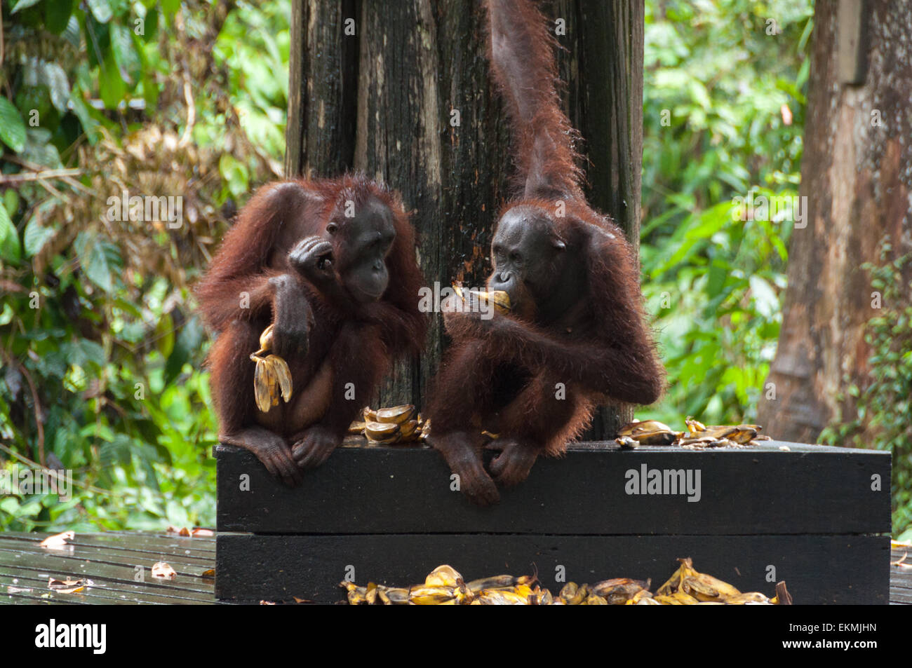 Sepilok Orangutan Sanctuary, Sabah, Borneo, Malaysia Stock Photo - Alamy