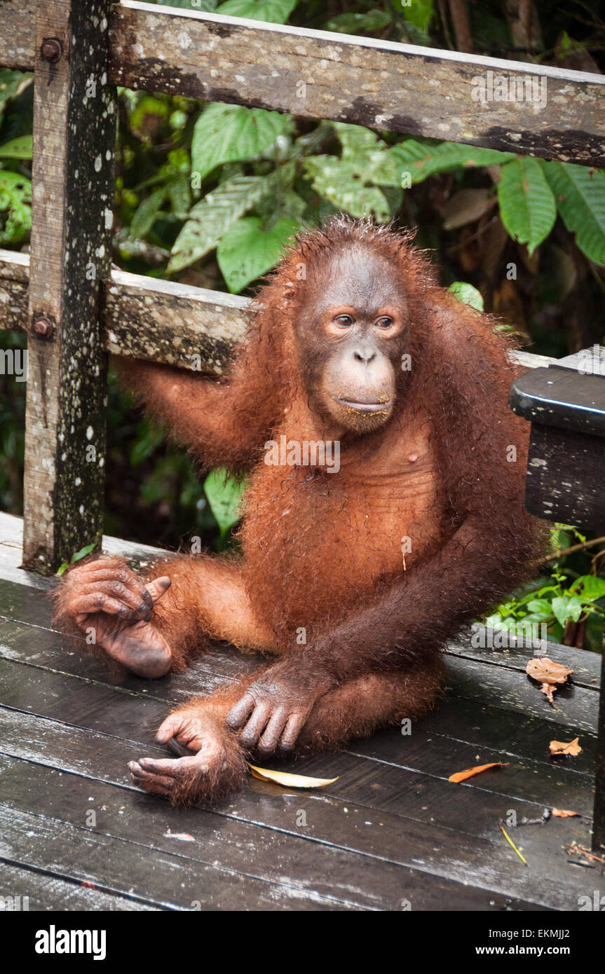 Sepilok Orangutan Sanctuary, Sabah, Borneo, Malaysia Stock Photo - Alamy