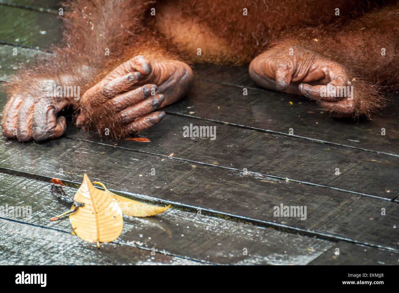 Sepilok Orangutan Sanctuary, Sabah, Borneo, Malaysia Stock Photo