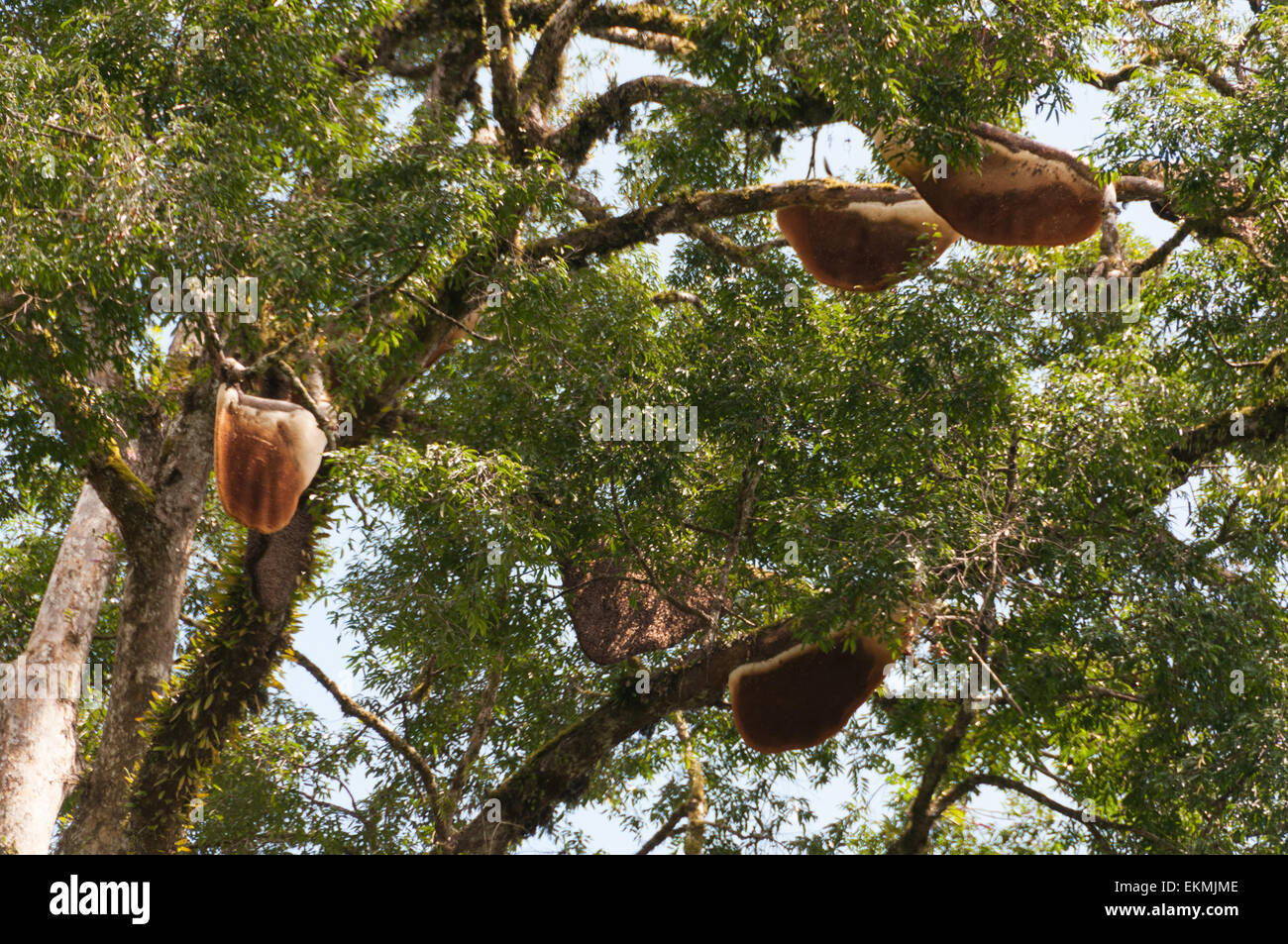 Hive of wild rainforest bees hanging on tree in the Danum Valley  Conservation area, Borneo, Malaysia Stock Photo - Alamy