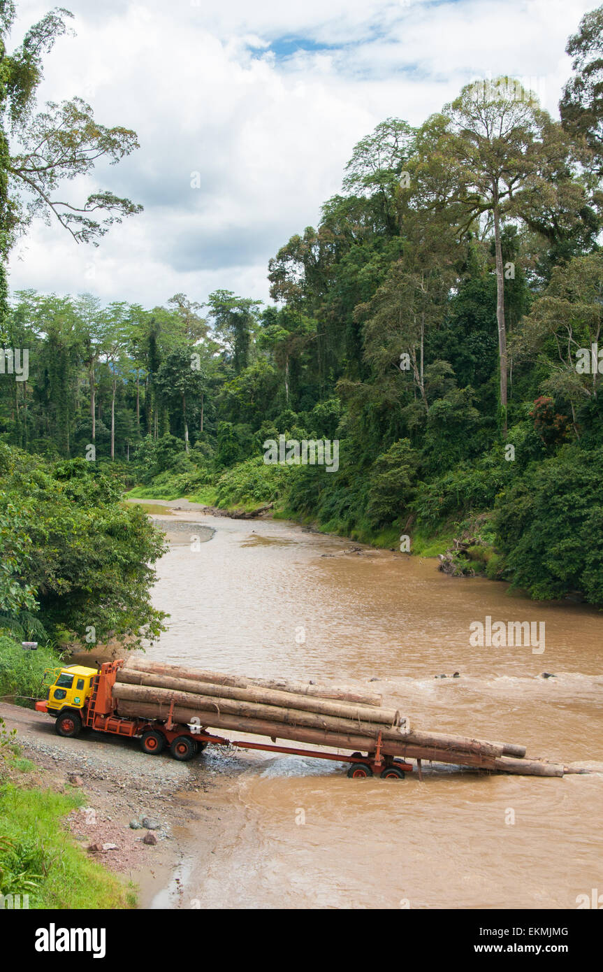 Legal tree cutting in the Danum Valley Conservation Area, Borneo, Malaysia Stock Photo