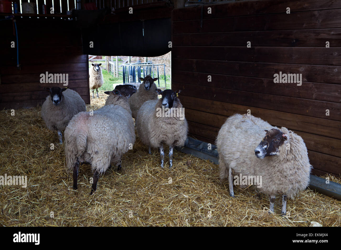 Sheep on Suffolk Farm Stock Photo - Alamy