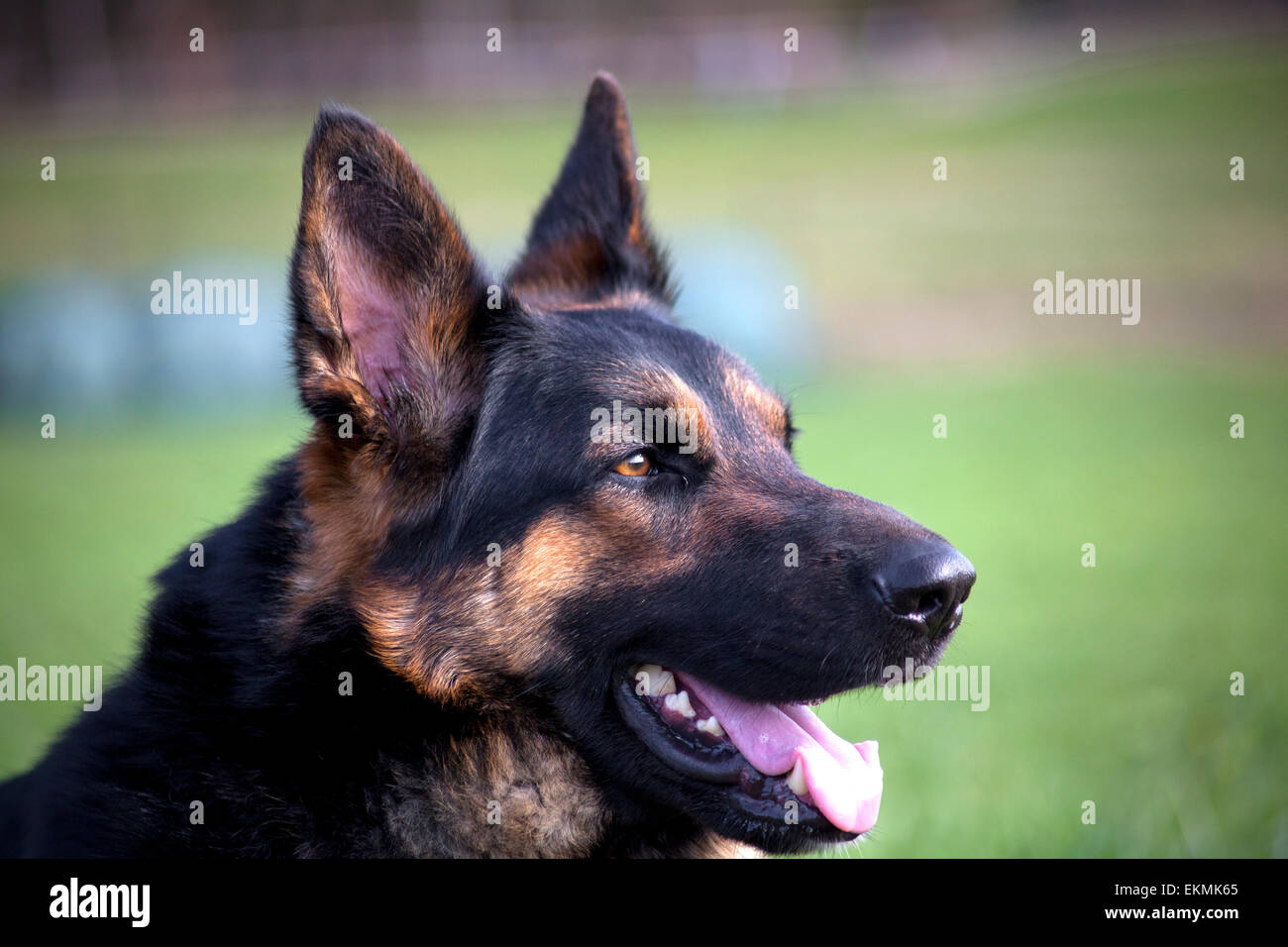 German Shepherd Portrait Stock Photo