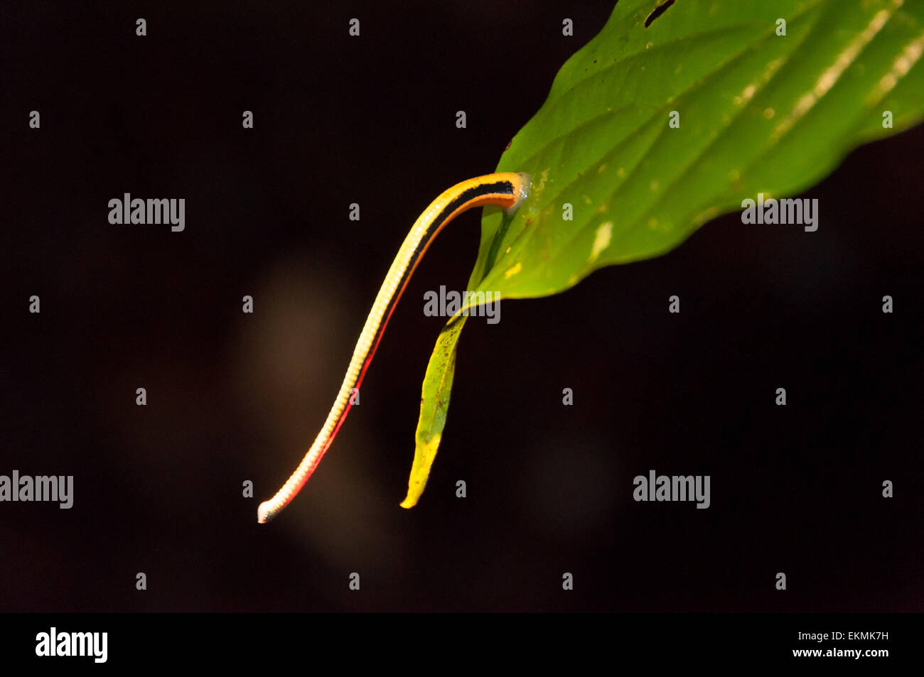 Tiger leech attached to a leaf in rainforest jungle, Borneo, Malaysia Stock Photo
