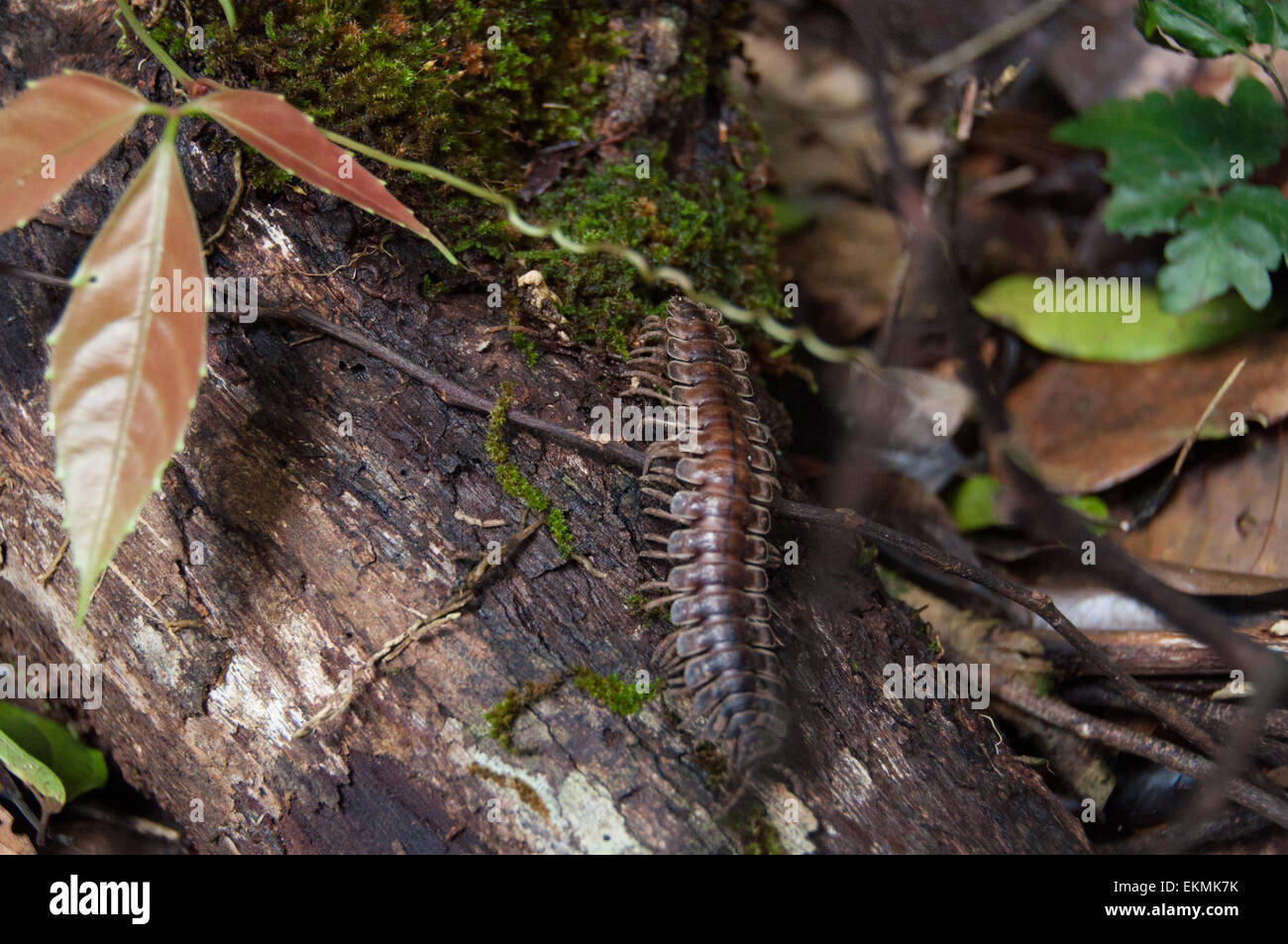 Harmless jungle centipede in Danum Valley Conservation, Borneo, Malaysia Stock Photo