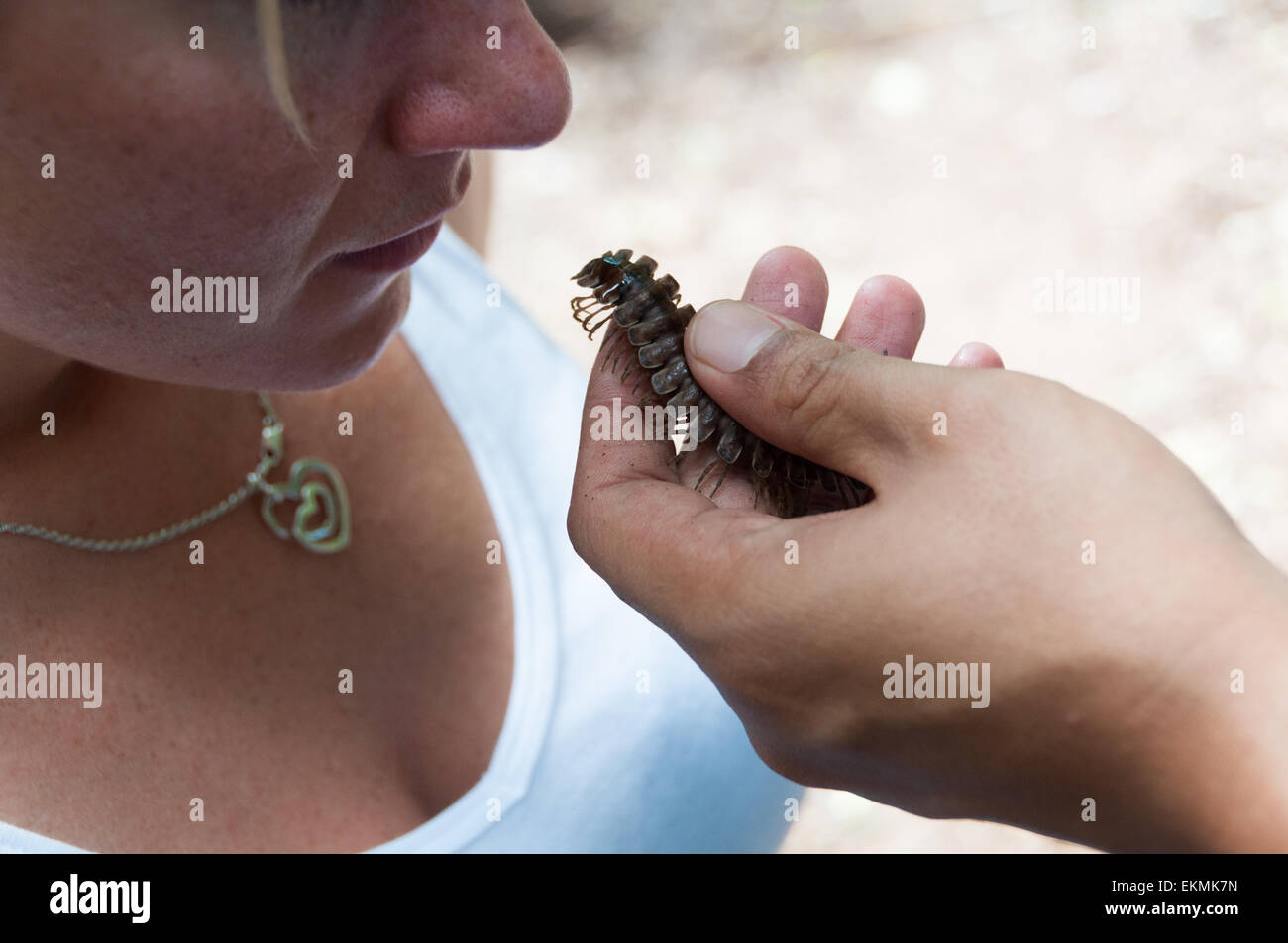 Holding harmless jungle centipede in hands, Danum Valley Conservation, Borneo, Malaysia Stock Photo