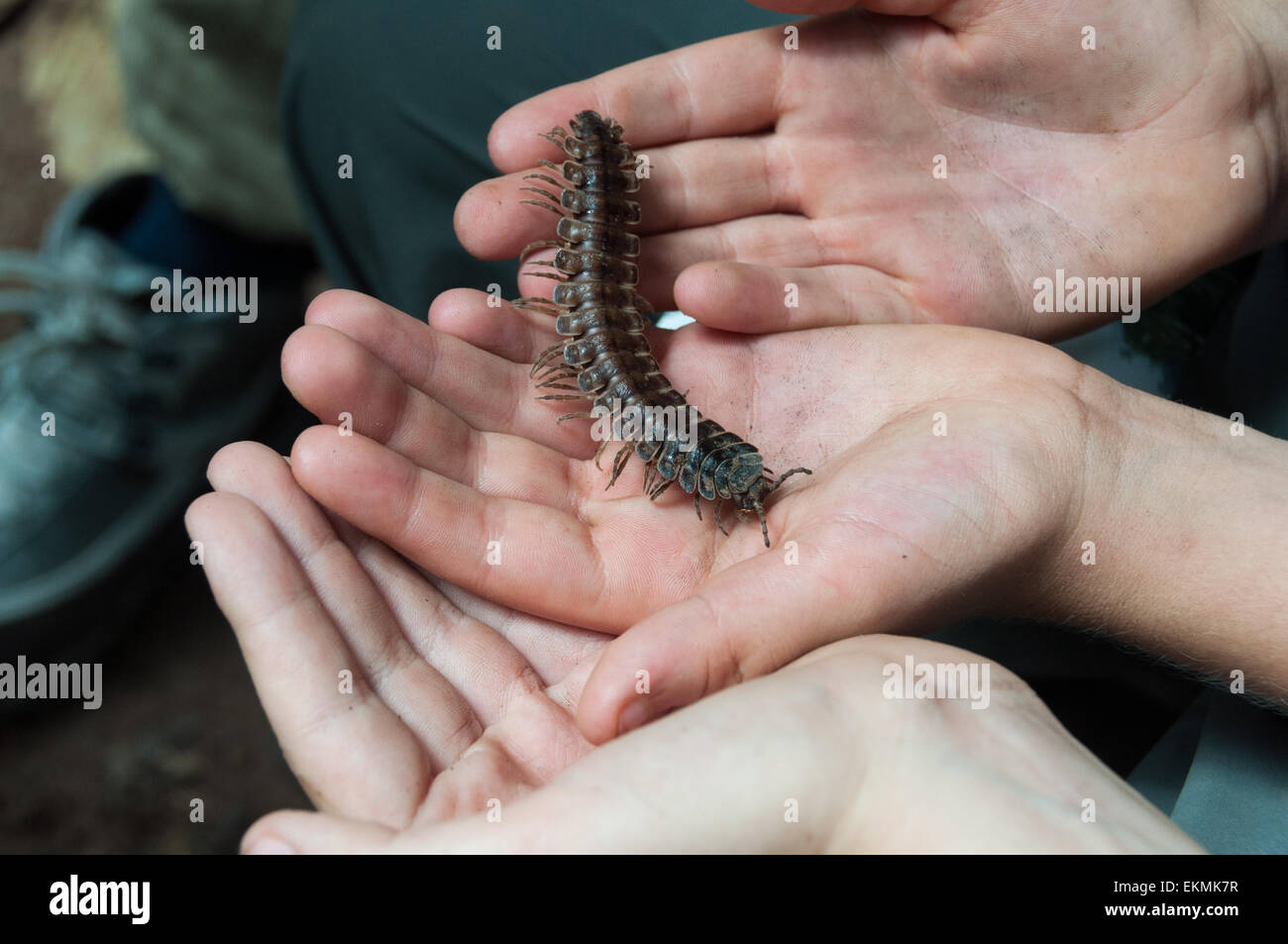 Holding harmless jungle centipede in hands, Danum Valley Conservation, Borneo, Malaysia Stock Photo